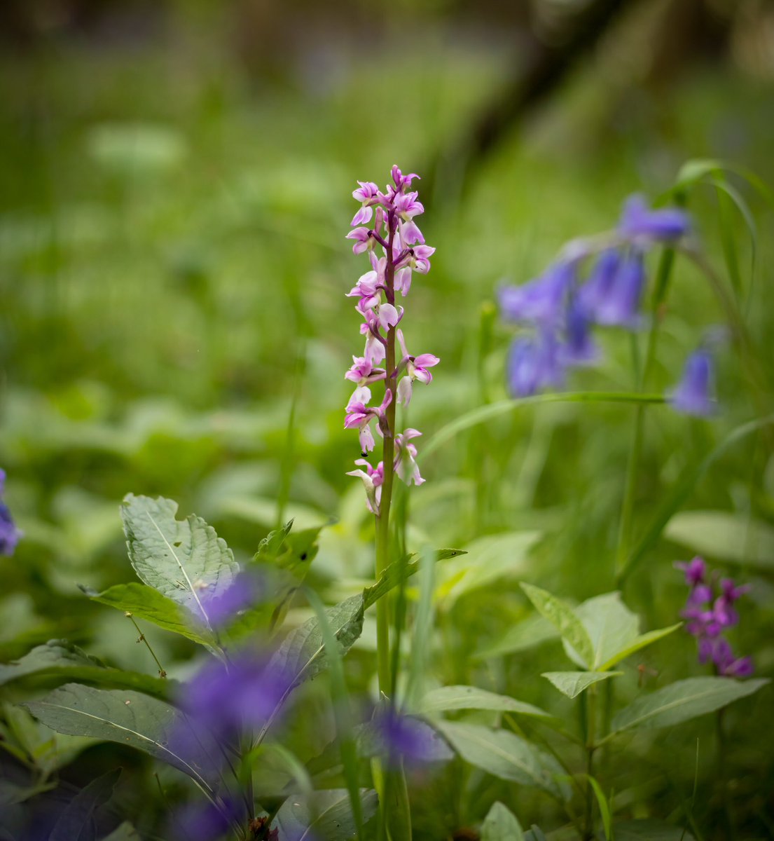 dvonsfran's tweet photo. The splendour of the woodlands in spring! #woodland #wildflowerhour #wildflowers https://t.co/srg5tVGsRi