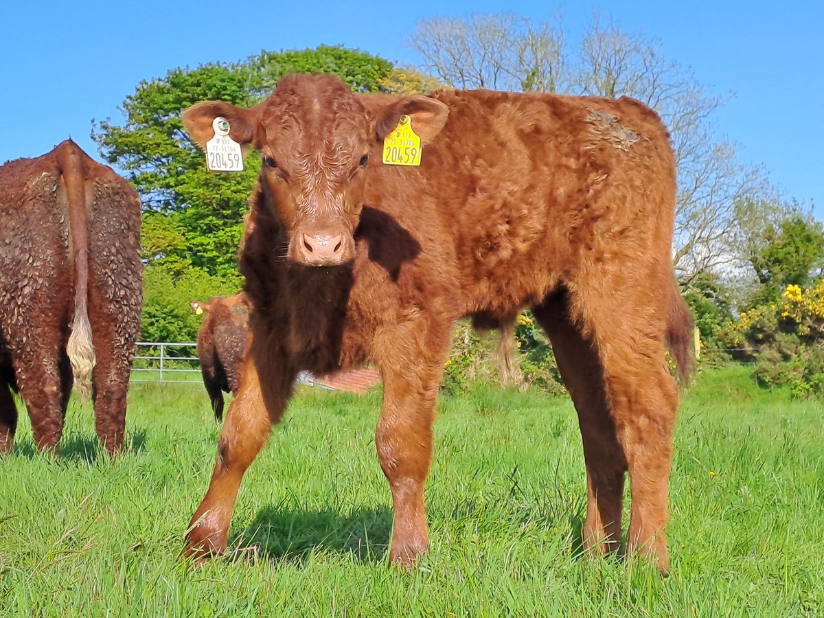 3 sons of French A.I. bull OnlyPP all 2mths old and turning into nice bulls, they are all Homozygous polled the first fully polled bulls born in our herd looking forward to see how these turn out over the summer.