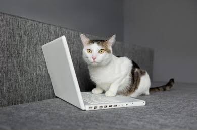 veenpress's tweet photo. Even cats are learning AI, what are you still doing? https://t.co/sWFvglM1tP