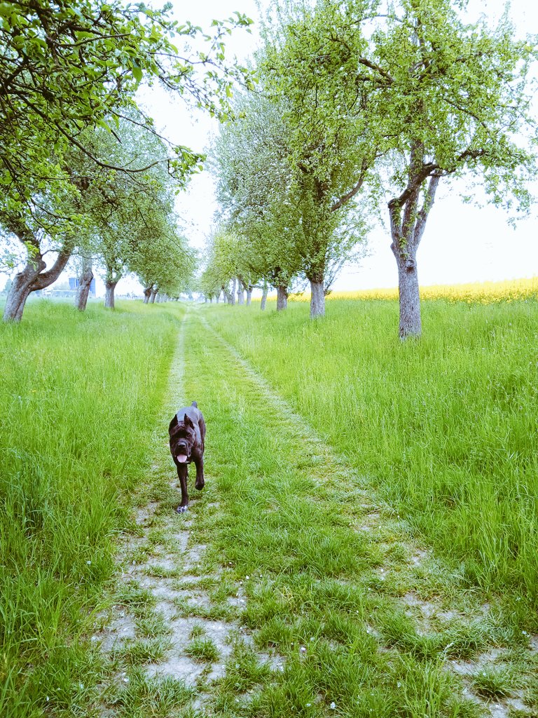 i_chilli_a_kafe's tweet photo. Počasí vyzývá k pohybu. My si to užily 🐾😊 Máme krásnou zemi.
A k obědu budou bramboráky 🥰
#canecorso
#jdiseprojitatnemasvelkouprdel
#bramboraky https://t.co/F2xBfUWCv7