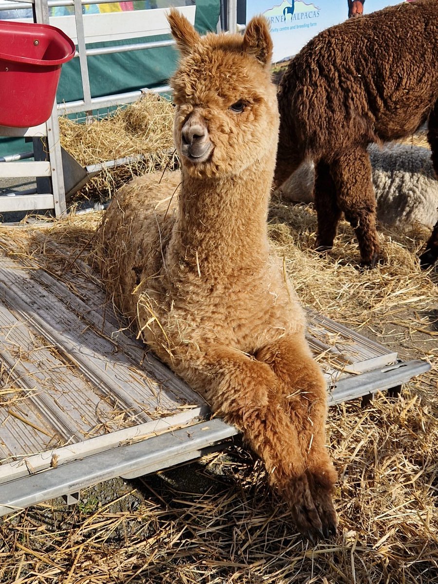 MourneAlpacas's tweet photo. Day 4 @balmoralshow remember to head to @mournealpacas FB page to guessthis ladys name or a chance to win a trekking experience on our farm! @DiscoverNI @DiscoverIreland @mournealpacastrek https://t.co/yC7ixECYNA