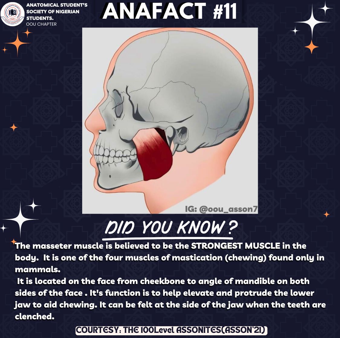 oou_asson7's tweet photo. #ANAFACT 11 

THE MASSETER MUSCLE

Courtesy: THE 100level (ASSONOOU’21) https://t.co/ulG5QXVVN1