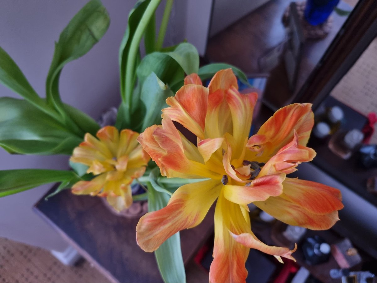_Masterseye's tweet photo. #BonusJoy
🧡 my tulips in my mum's vase continue to delight 🧡 https://t.co/4B3evXDwUn