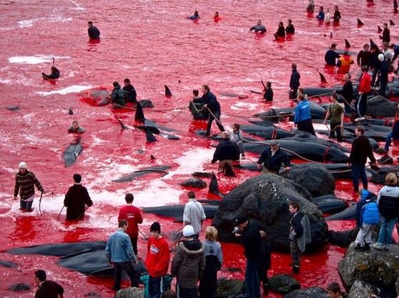 #StopTheGrind
#StopTheKillings
#SaveOurSeas
These mammals go through extreme motional stress before they see there fate.
Can take up to 5 minutes before they pass. I have no words. 💔 😢😞🐬