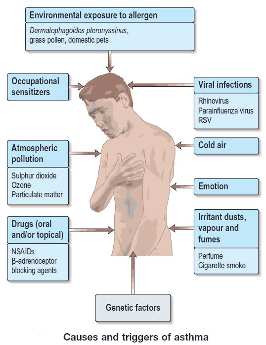 imedverse's tweet photo. Causes and triggers of asthma

@ManualOMedicine #MedEd #MedTwitter #asthma https://t.co/rbqK4fgUYw