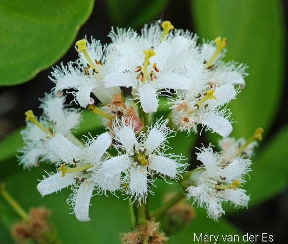 maryvanderes's tweet photo. Het #Waterdrieblad #Menyanthes_trifoliata #Bogbean bloeit.
Ik wens iedereen een mooi weekend toe.
@FloraNederland @FLORONNederland @volgdenatuur https://t.co/YZagt0sCJm