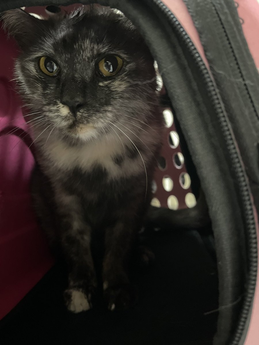 pray for my saffy to get well soon