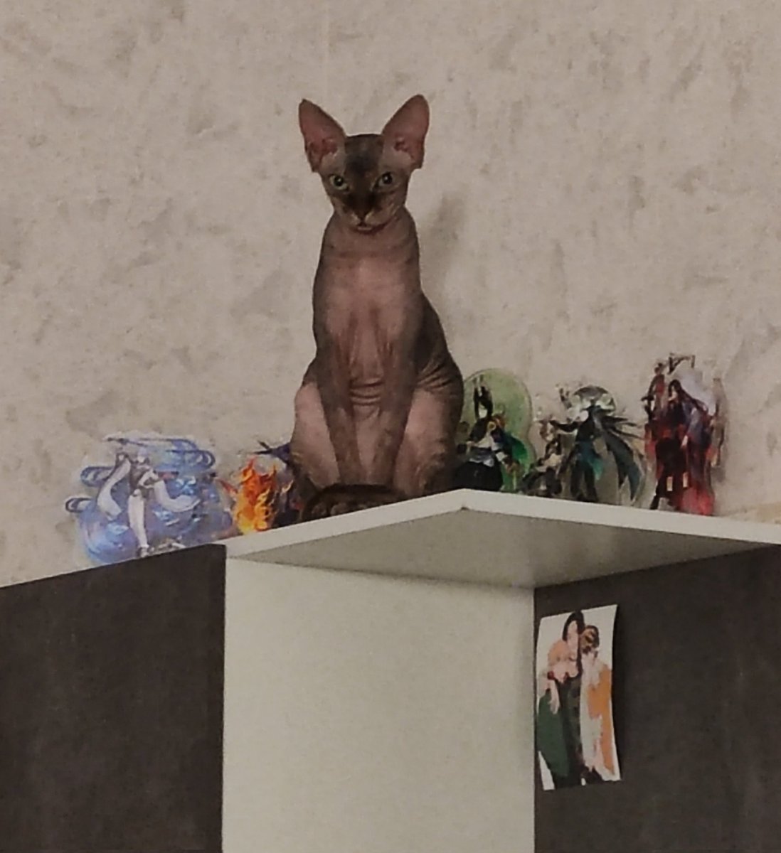 если вы видите этот твит процитируйте его с последним фото вашего питомца

//я не мог пройти мимо--