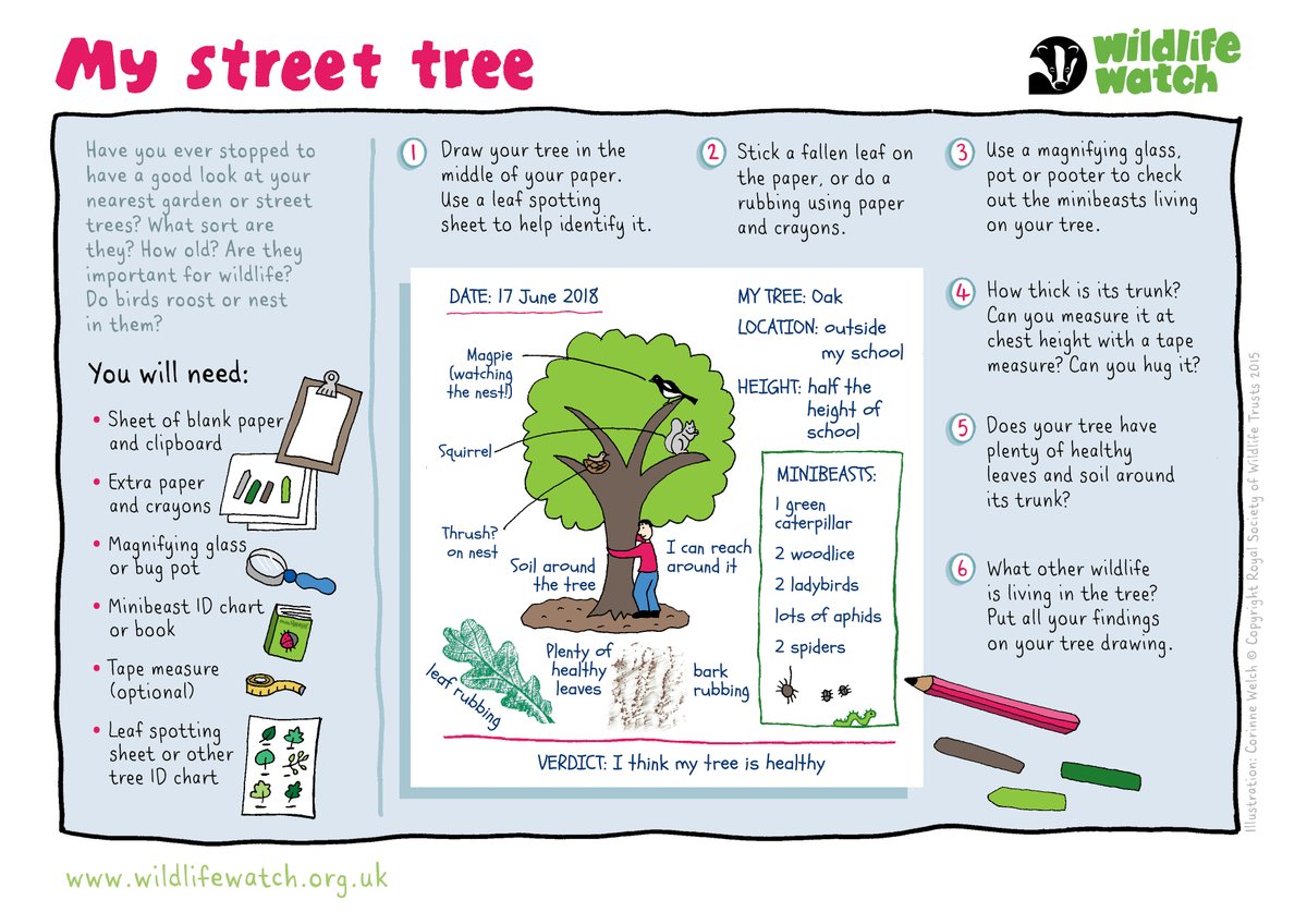 Have you ever stopped to have a good look at our urban trees and the wildlife they support? 🔎 🌳 

Why not celebrate the start of #UrbanTreeFestival by connecting with your street trees this weekend 💚