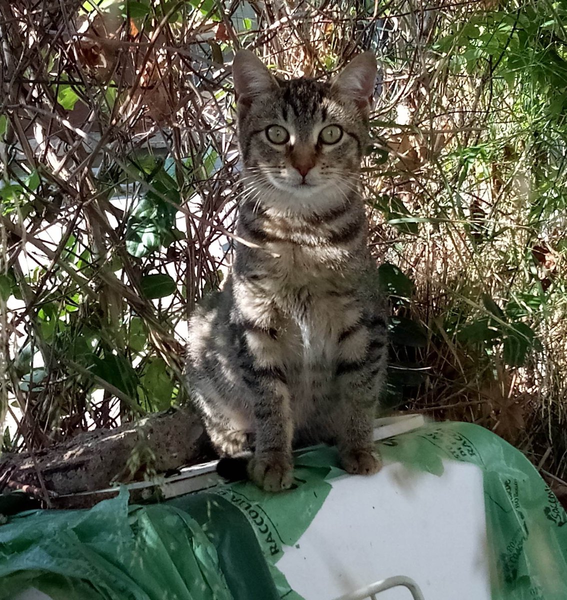 orbetellove's tweet photo. Street Cats by@orbetellove https://t.co/CvURi8HKYT……………………………………………            
 #straycats #randagi #gattirandagi #cats #chats #errants #gatos #gatti #catoftheday #CatsOfTwitter https://t.co/5hSJTWp93P
