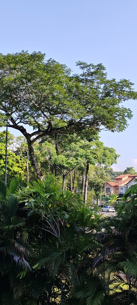 ahhai's tweet photo. @SharaadKuttan Many trees nearby, but still too hot to trot. https://t.co/wHS8JOGHe5