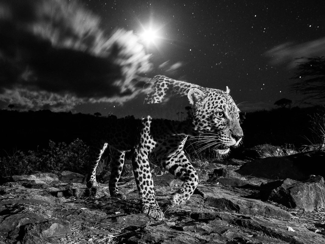 Leopard merged into the landscape ⛰️✨🐆✨⛰️
Big #Caturday #BlackAndWhitePhotography #LongExposurePhotography #NaturePhotography #NatureBeauty