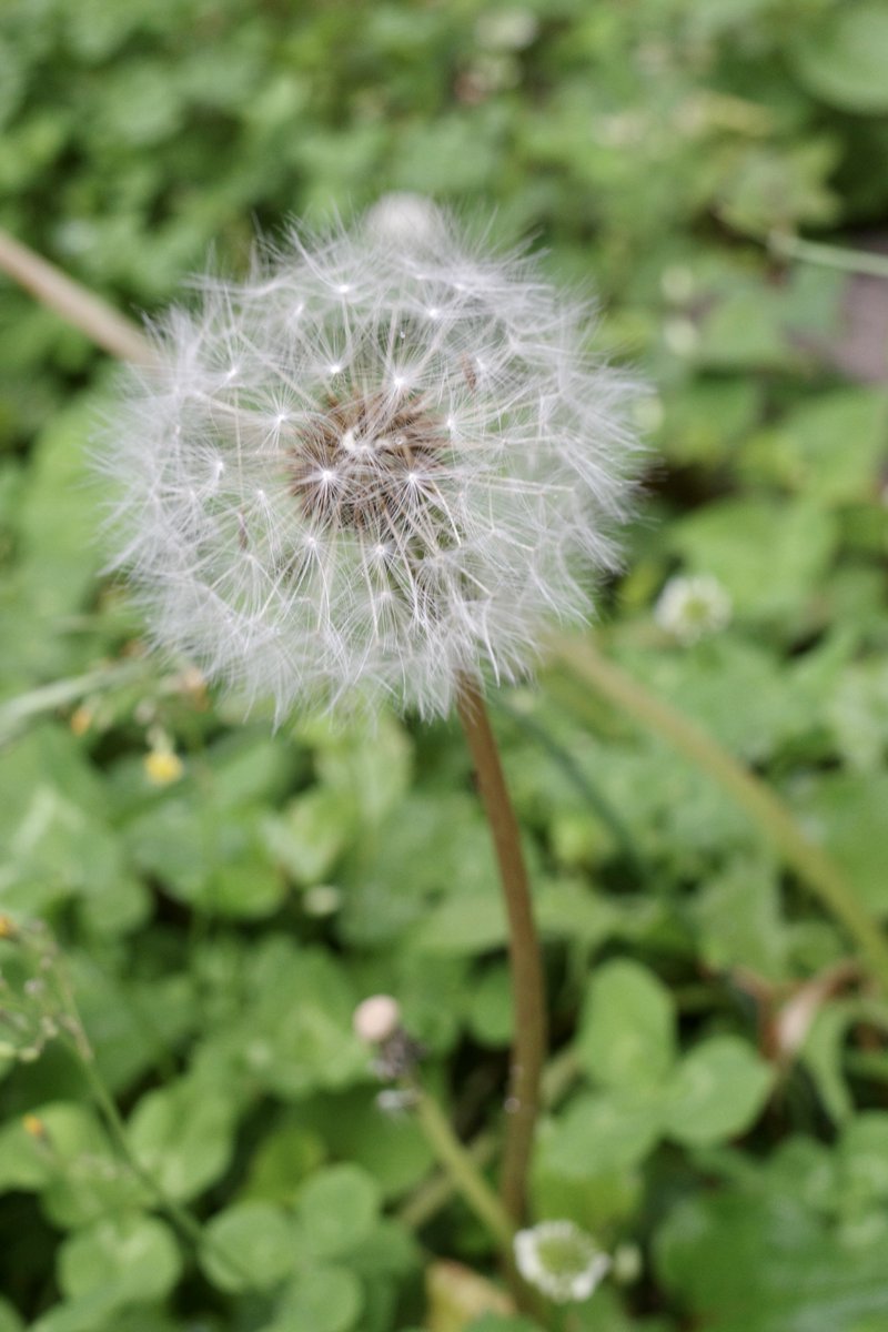 akira_inugami_'s tweet photo. タンポポの綿毛の季節です🌼
その花言葉は、「幸せ」「神託」「真心の愛」だとか
#東村山市
#路傍の花々
#蒲公英
#タンポポ
#たんぽぽ
#綿毛
#dandelion
#dandelionfluff
#花まっぷ
#はなまっぷ
#私の花の写真
#花鳥風月
#花言葉
#花
#flower
#flowers https://t.co/pJpmDZaLSI