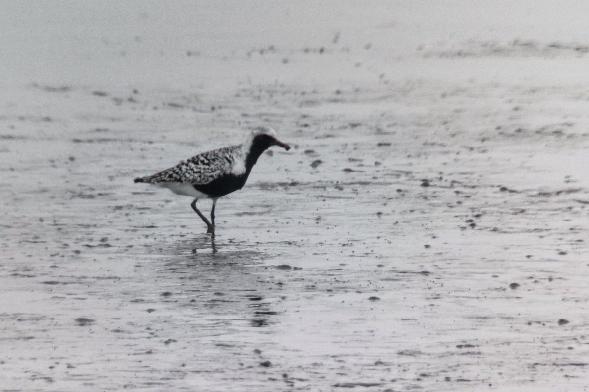 LapwingEcology's tweet photo. Still more waders than warblers on this disappointingly chilly spring #ecology https://t.co/DcukdjcZRi