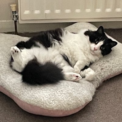 AngelCatThomas2's tweet photo. #NewProfilePic https://t.co/fuT8zaeWxw