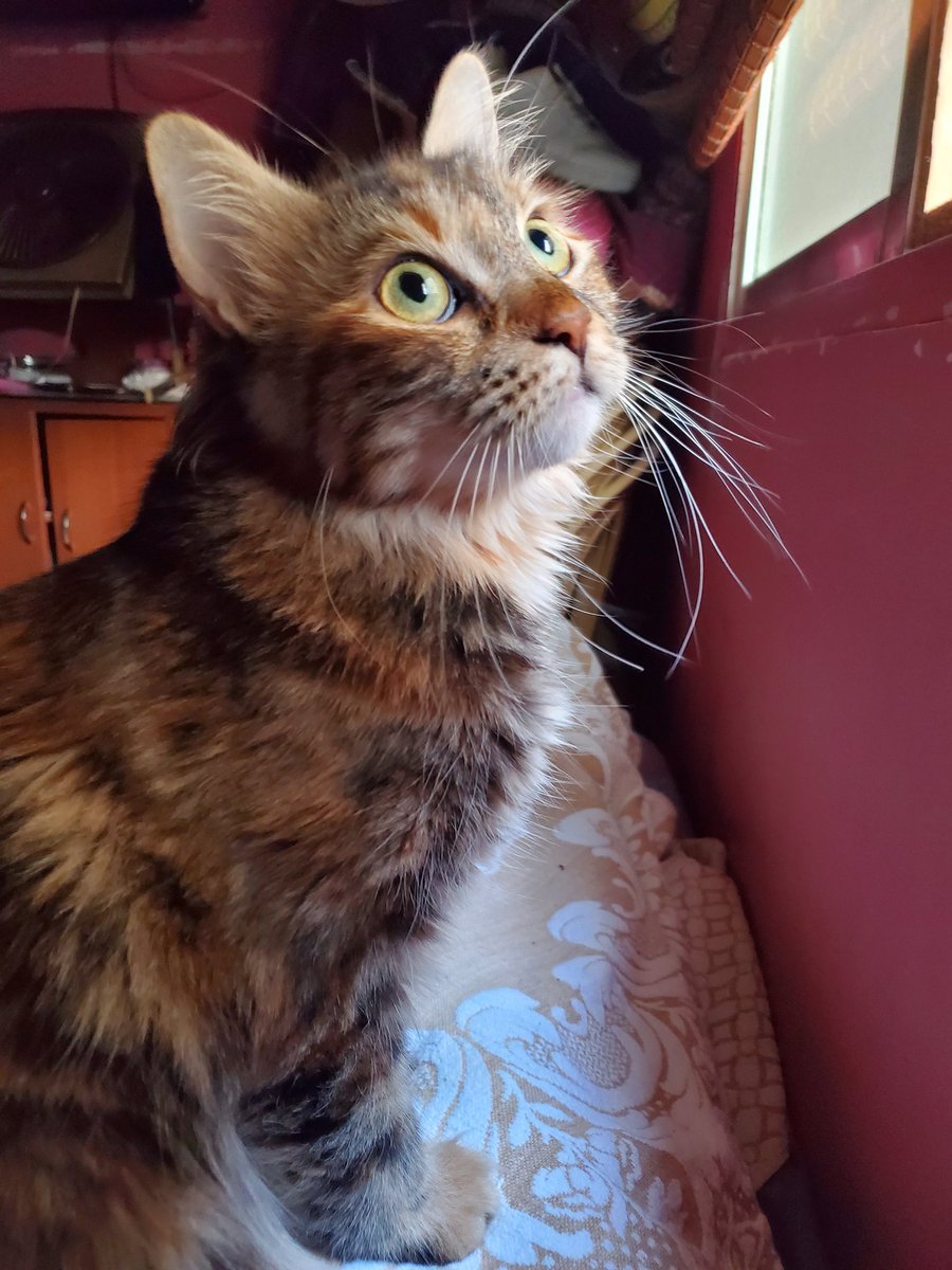 alefmakhzou2a's tweet photo. My mom and brother hatto my cats 3al AUB mbrh beleil without me knowing. Please anyone that can help me search for them please let me know. I am trying my best to get them back, knowing 100% they wont survive on the streets https://t.co/tviFLPtFa8