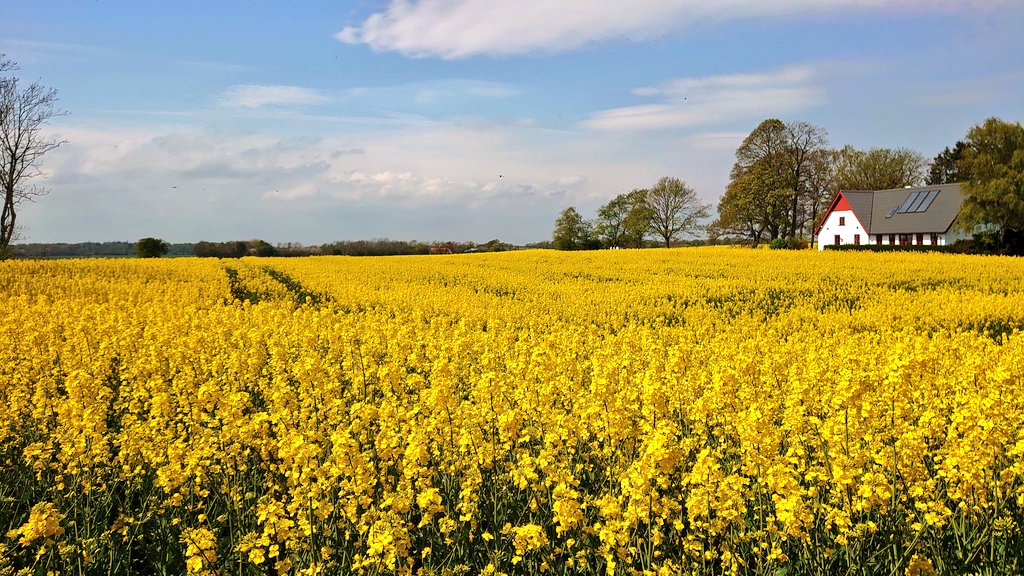 GarLarPe's tweet image. Sensory overload. Walking along  #FieldsOfGold