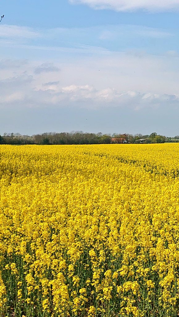 GarLarPe's tweet image. Sensory overload. Walking along  #FieldsOfGold