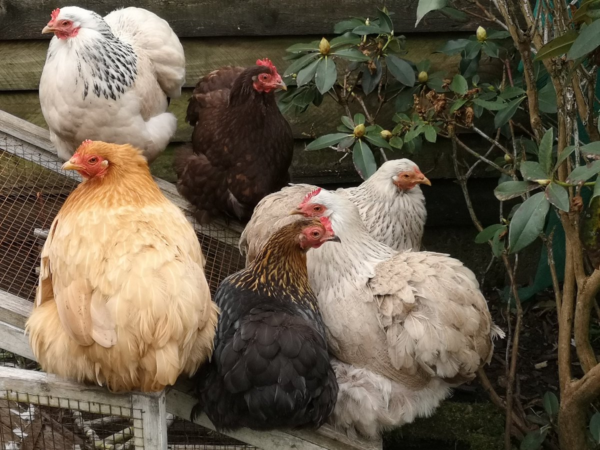 deputypics's tweet photo. Accidentally acquired some more chooks. #longstory #dontask But the fella who is less fond of chooks than me doesn't know yet. #sayingnothing https://t.co/UsrK0AEev1
