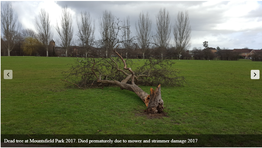 Mountsfield Park tweet media