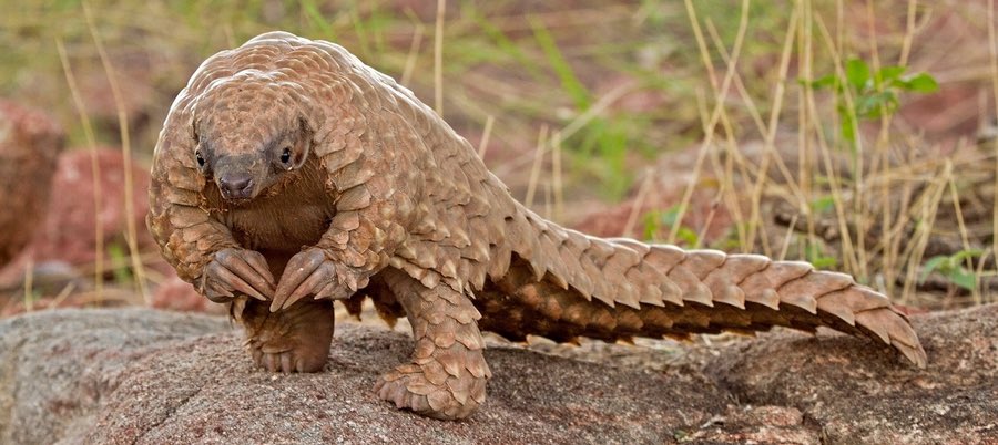 dudejonpang's tweet photo. Think I found my new favorite animal..

Pangolins https://t.co/xKBoQT15tj