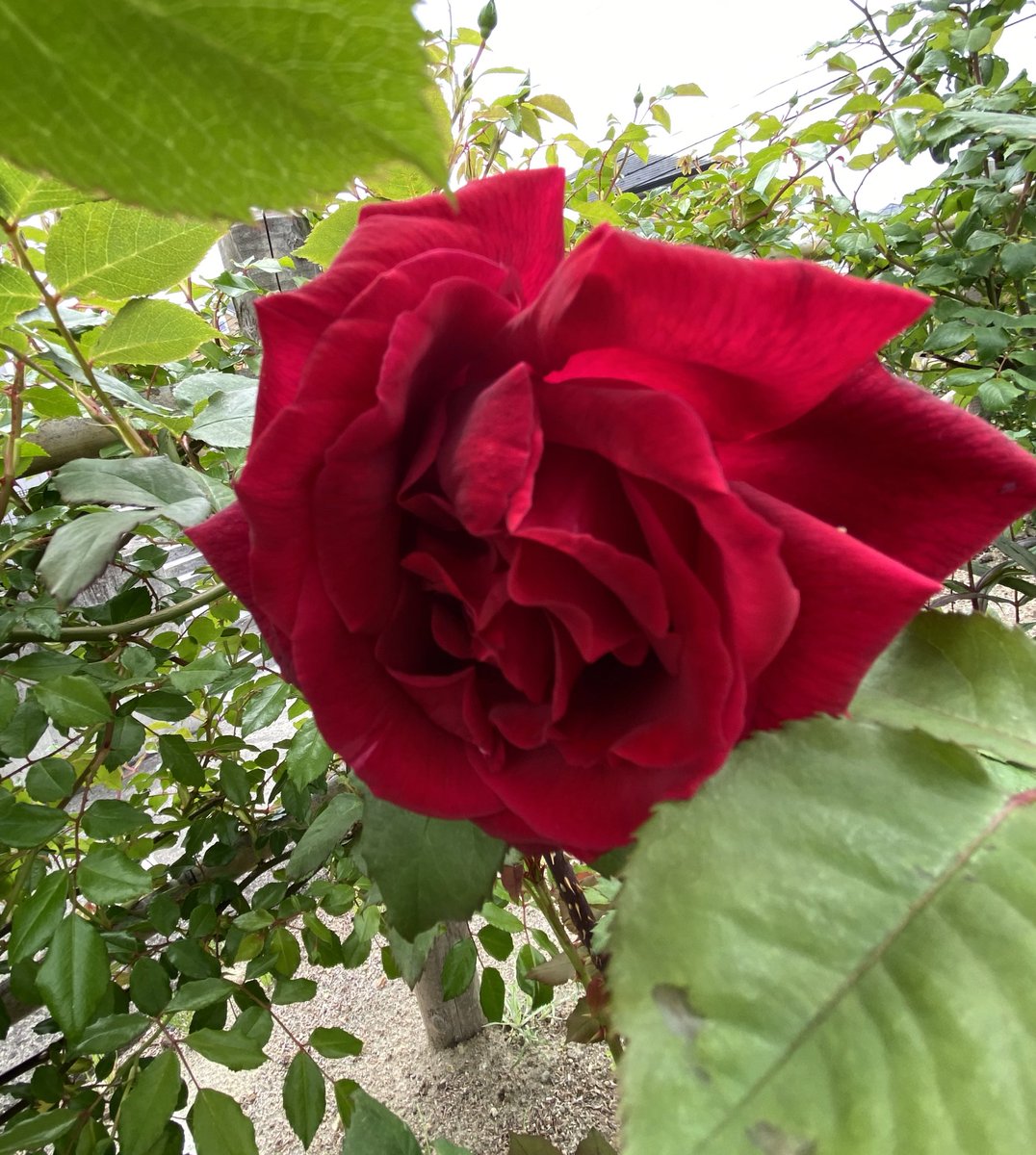 GoodBear_168's tweet photo. きれいに咲いてくれた🌹
#バラ #ガーデニング https://t.co/85KiDkKBgd