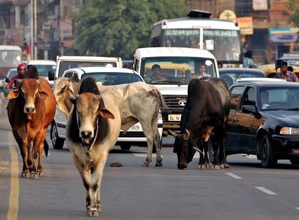 InvalidJasK's tweet photo. India has 5 million stray cows. Cow #slaugh-t3r is banned in most states because Hindus in India consider the animal sacred. Over the last decade, the situation appears to have gotten worse. They are often in bad conditions either starving or injured after getting hit by cars. https://t.co/b9Vbtw1bou