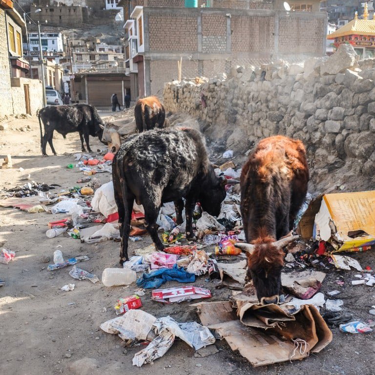 InvalidJasK's tweet photo. India has 5 million stray cows. Cow #slaugh-t3r is banned in most states because Hindus in India consider the animal sacred. Over the last decade, the situation appears to have gotten worse. They are often in bad conditions either starving or injured after getting hit by cars. https://t.co/b9Vbtw1bou