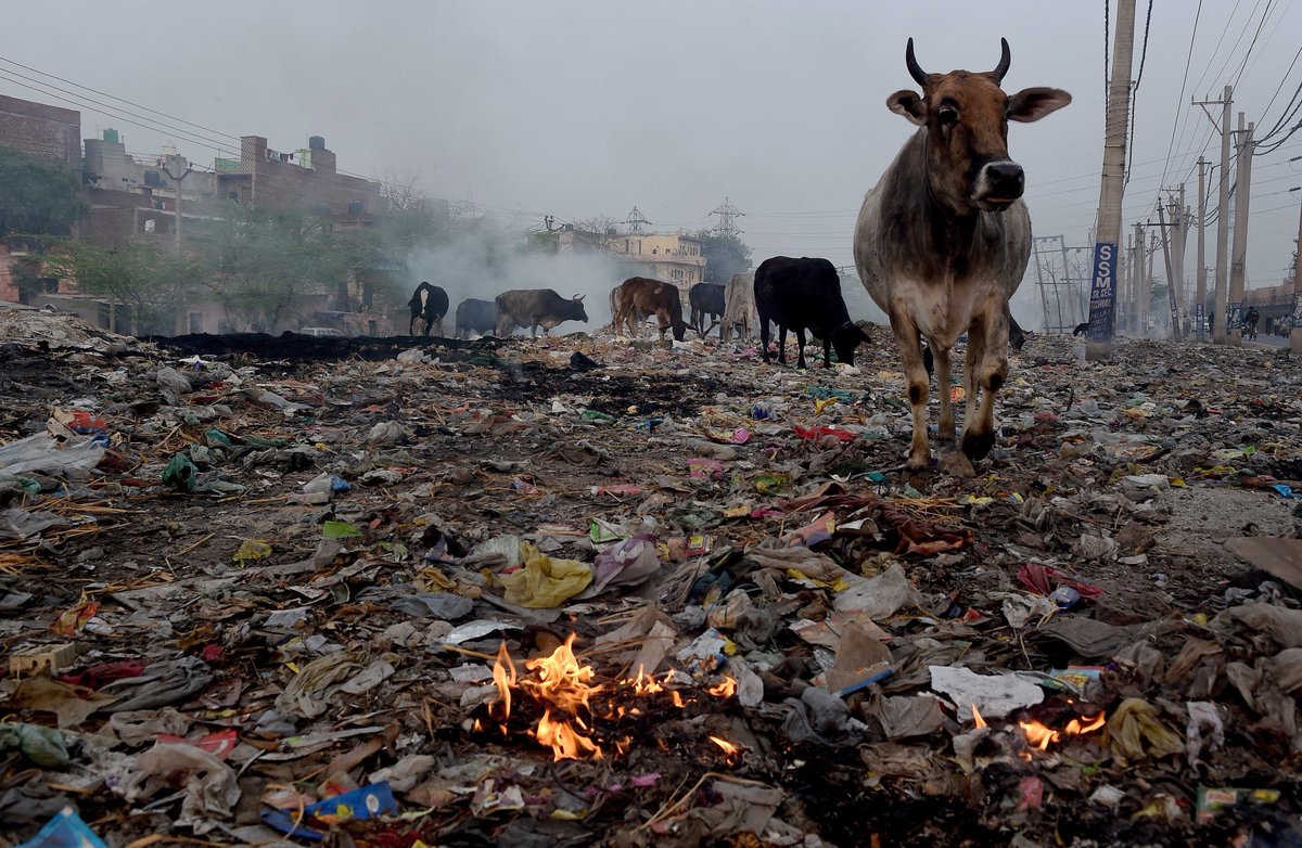 InvalidJasK's tweet photo. India has 5 million stray cows. Cow #slaugh-t3r is banned in most states because Hindus in India consider the animal sacred. Over the last decade, the situation appears to have gotten worse. They are often in bad conditions either starving or injured after getting hit by cars. https://t.co/b9Vbtw1bou
