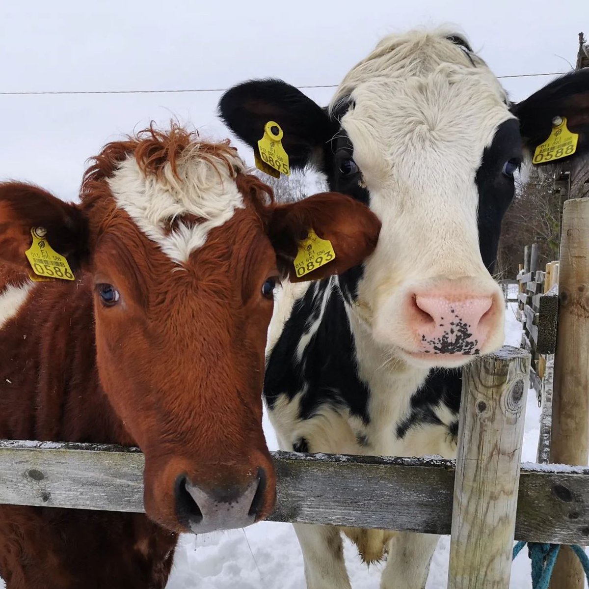 VikingGenetics's tweet photo. Greetings from VikingGenetics farmers ๐ฉ๐ฐ๐ซ๐ฎ๐ธ๐ช
Thank you for tagging us and using #vikinggenetics, #vikingjersey, #vikingred, #vikingholstein, #vikingbeef and #procross to share your beautiful pictures on Instagram ๐ https://t.co/YSiVSMmKEH