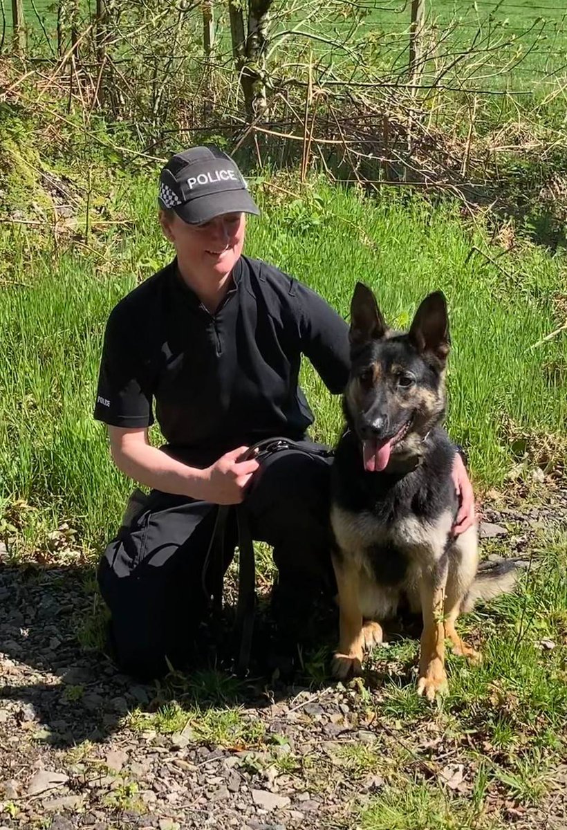 PSOSDogs's tweet image. A great week for @PSOSDogs with another new pairing hitting the streets. Well done to #S320 and #PDOrca who join the Edinburgh line-up.

#PDOrca has an extra "wag in her tail" as she joins her sister who is already working at Larbert. Wish them luck👍

#PoliceDogs
#WereHereToHelp