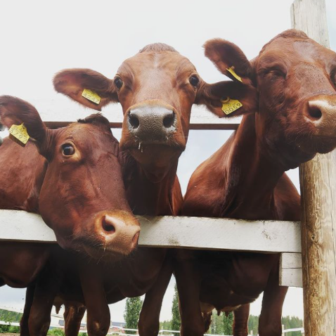 VikingGenetics's tweet photo. Greetings from VikingGenetics farmers ๐ฉ๐ฐ๐ซ๐ฎ๐ธ๐ช
Thank you for tagging us and using #vikinggenetics, #vikingjersey, #vikingred, #vikingholstein, #vikingbeef and #procross to share your beautiful pictures on Instagram ๐ https://t.co/YSiVSMmKEH