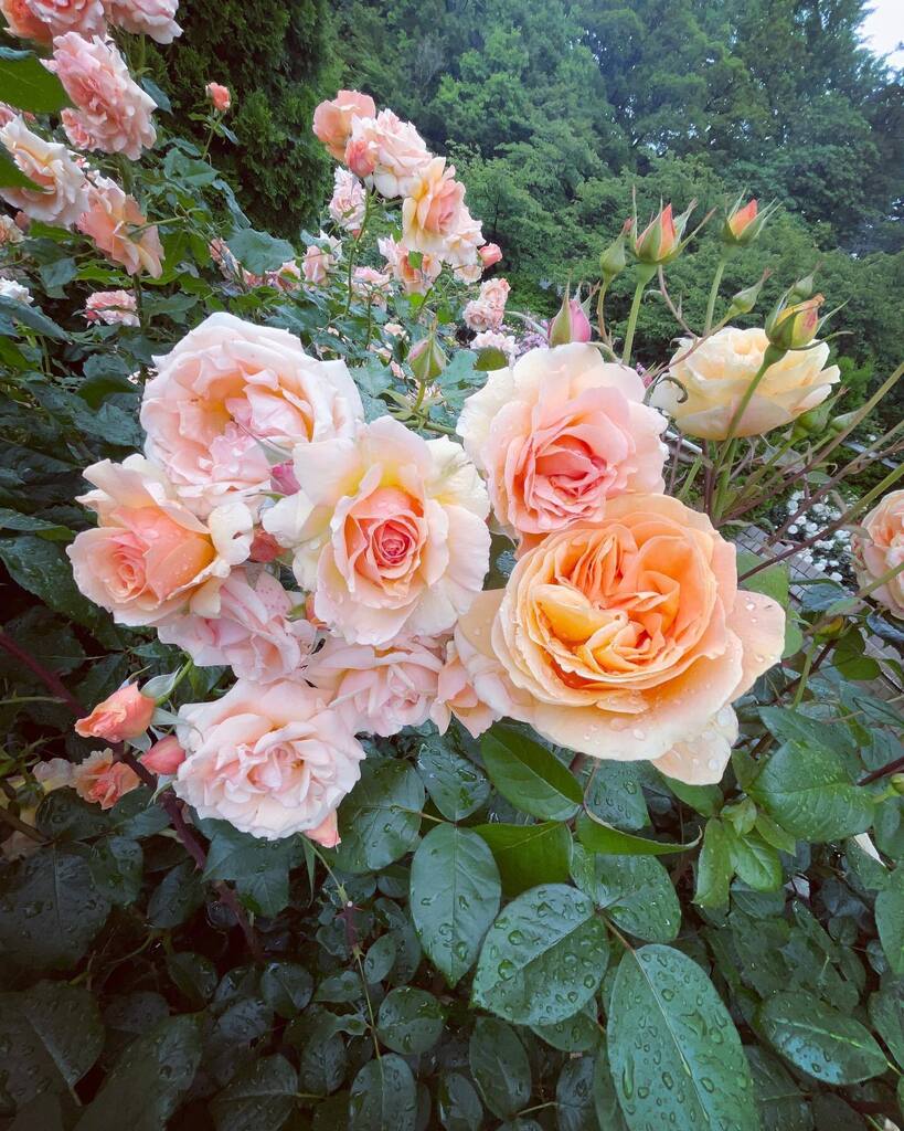 inulab's tweet photo. 左 #フレグラントアプリコット #FragrantApricot
右 #キャンドルライト
#raindrops #水滴 #waterdrops #花 #薔薇 #バラ #rose #flowers https://t.co/B7p4GYpZ5j https://t.co/8mUBODrQzG