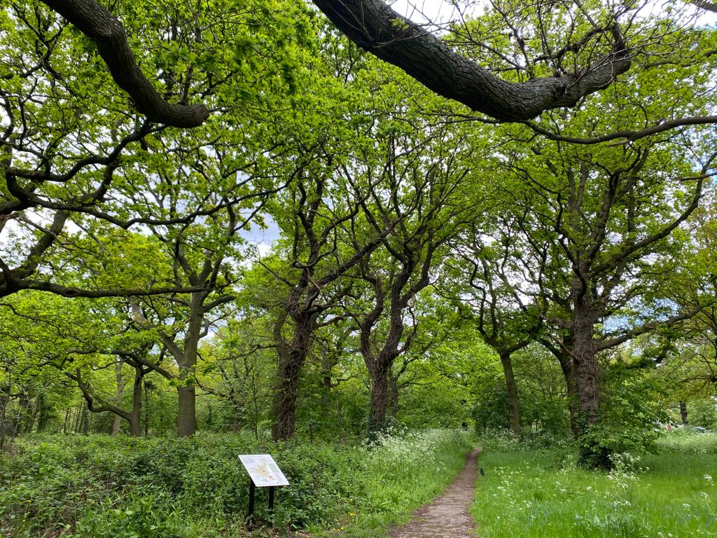 Long Lane Wood, a remaining section of the Great North Wood #croydon #urbantreefestival