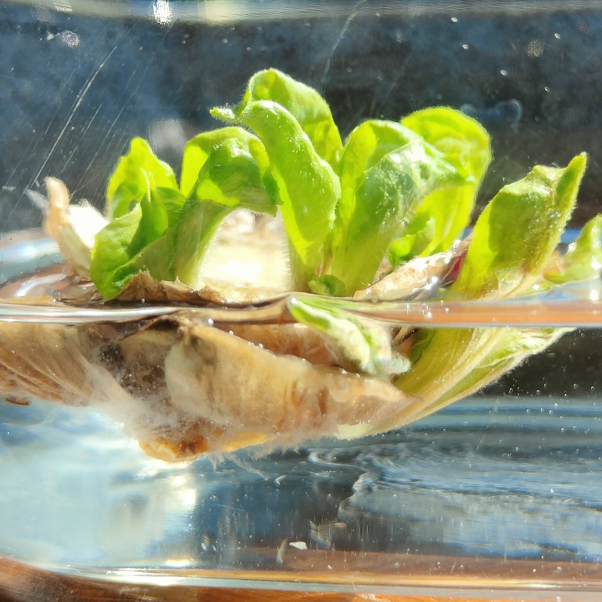 This small experiment embodies the spirit of <a href="/TechStationPD/">TechStation (👨‍💻,♻️) #GitcoinBeta</a>: revitalizing things and including all people in the change. #gitcoinbeta  #solarpunk #inclusion #Web3