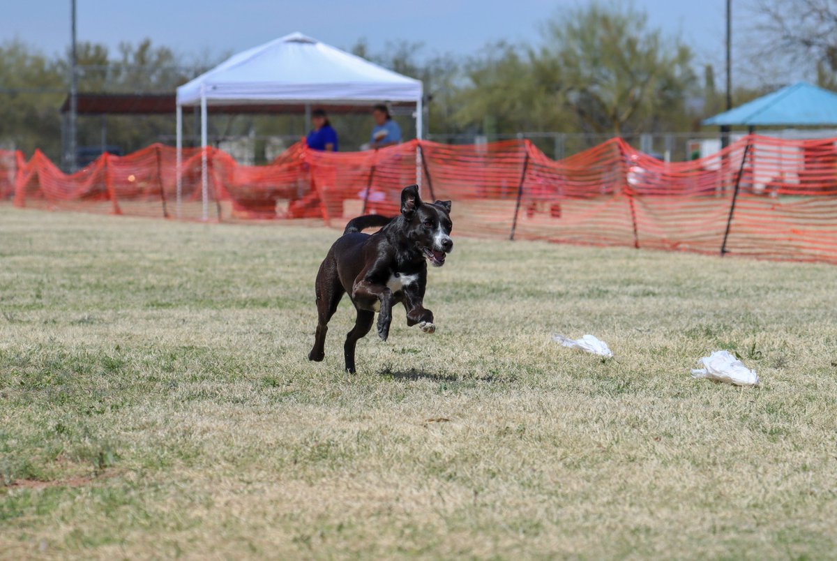Raven go zoom