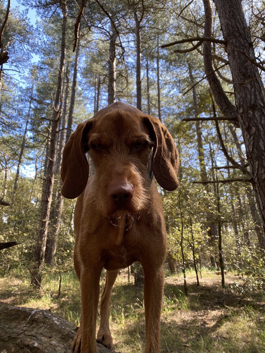 Rachel Westacott tweet media