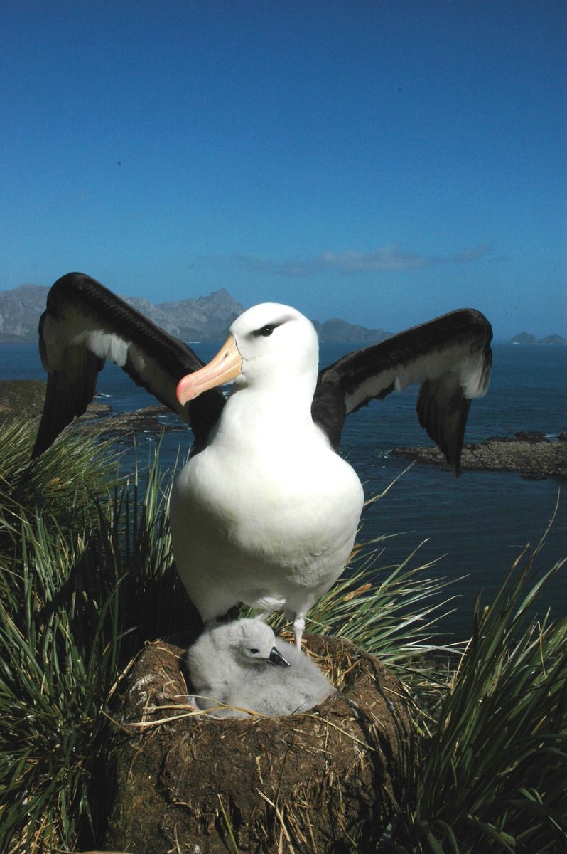 British Antarctic Survey 🐧 tweet media