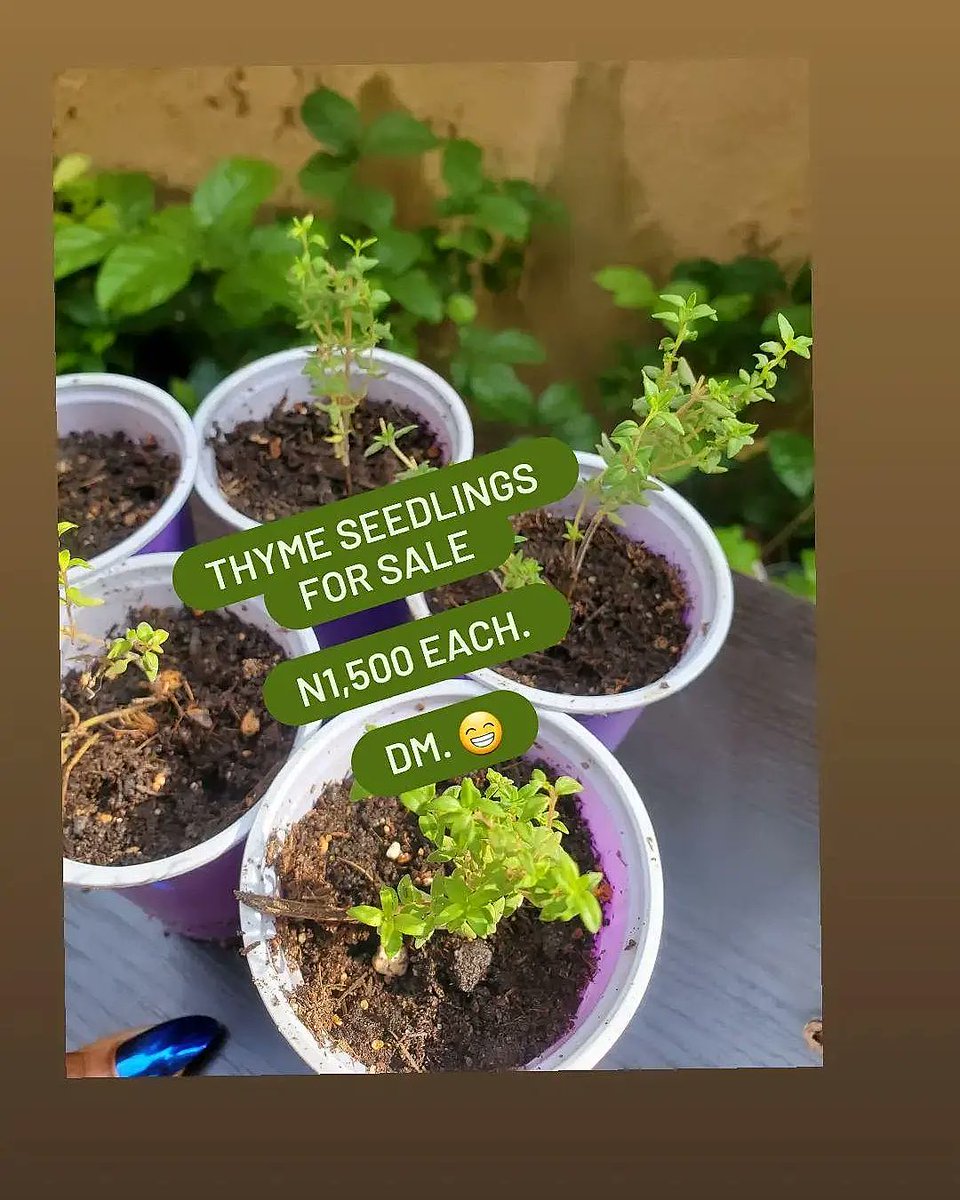 KEMI_RICHARDS's tweet photo. HERBS, VEGGIES, FLOWERS, AVAILABLE FOR SALE @MAYAKIGARDENS  @RICOVI_B https://t.co/5aFhcEc8HK