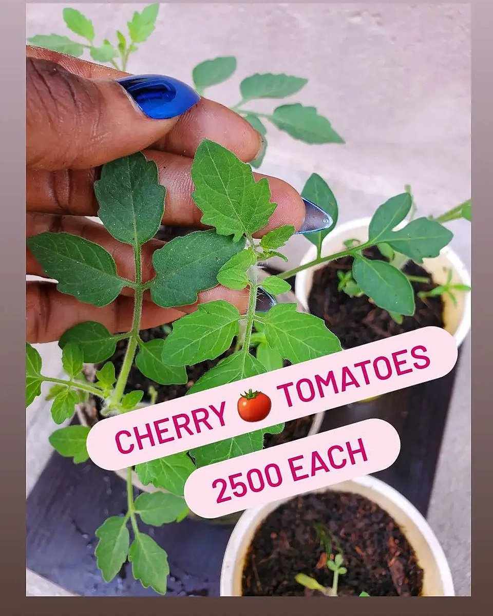 KEMI_RICHARDS's tweet photo. HERBS, VEGGIES, FLOWERS, AVAILABLE FOR SALE @MAYAKIGARDENS  @RICOVI_B https://t.co/5aFhcEc8HK