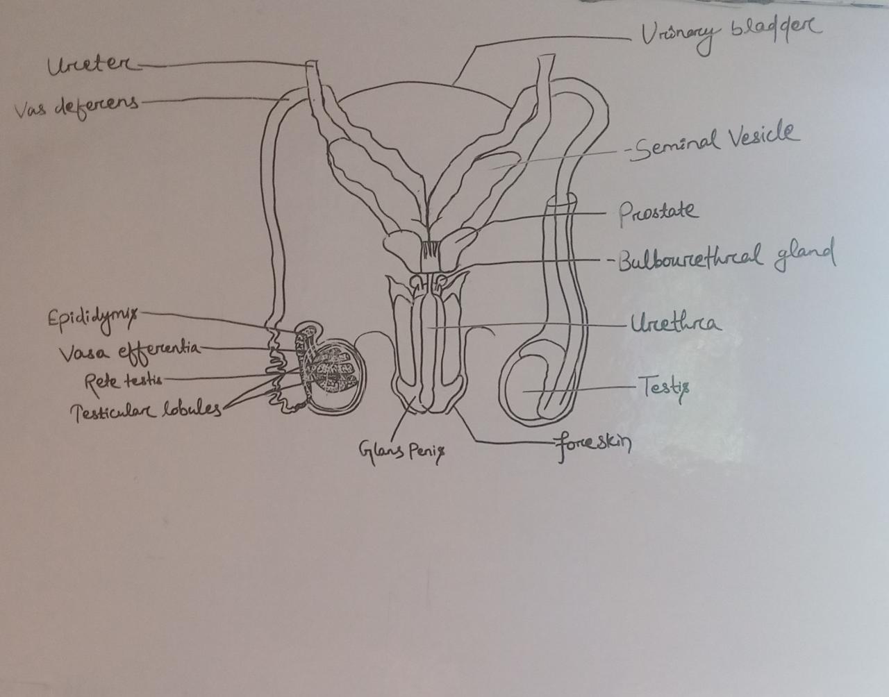 Diagram showing male reproductive system Vector Image