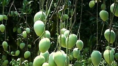 আম উৎপাদনে সাফল্যের তালিকায় প্রথম স্থান নওগাঁ