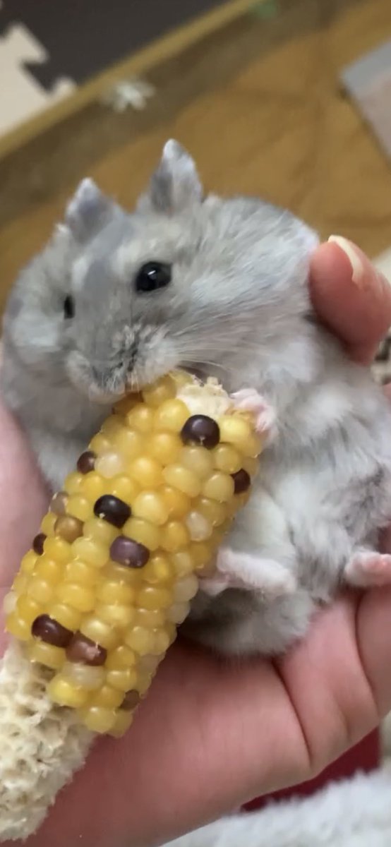 ratasuke2022's tweet photo. @ch_hamuhoshi また参加させてください🥳
ラタです🐹
忍者玉の中にはナッツ入ってました🥜 https://t.co/6v8jgPQlxA
