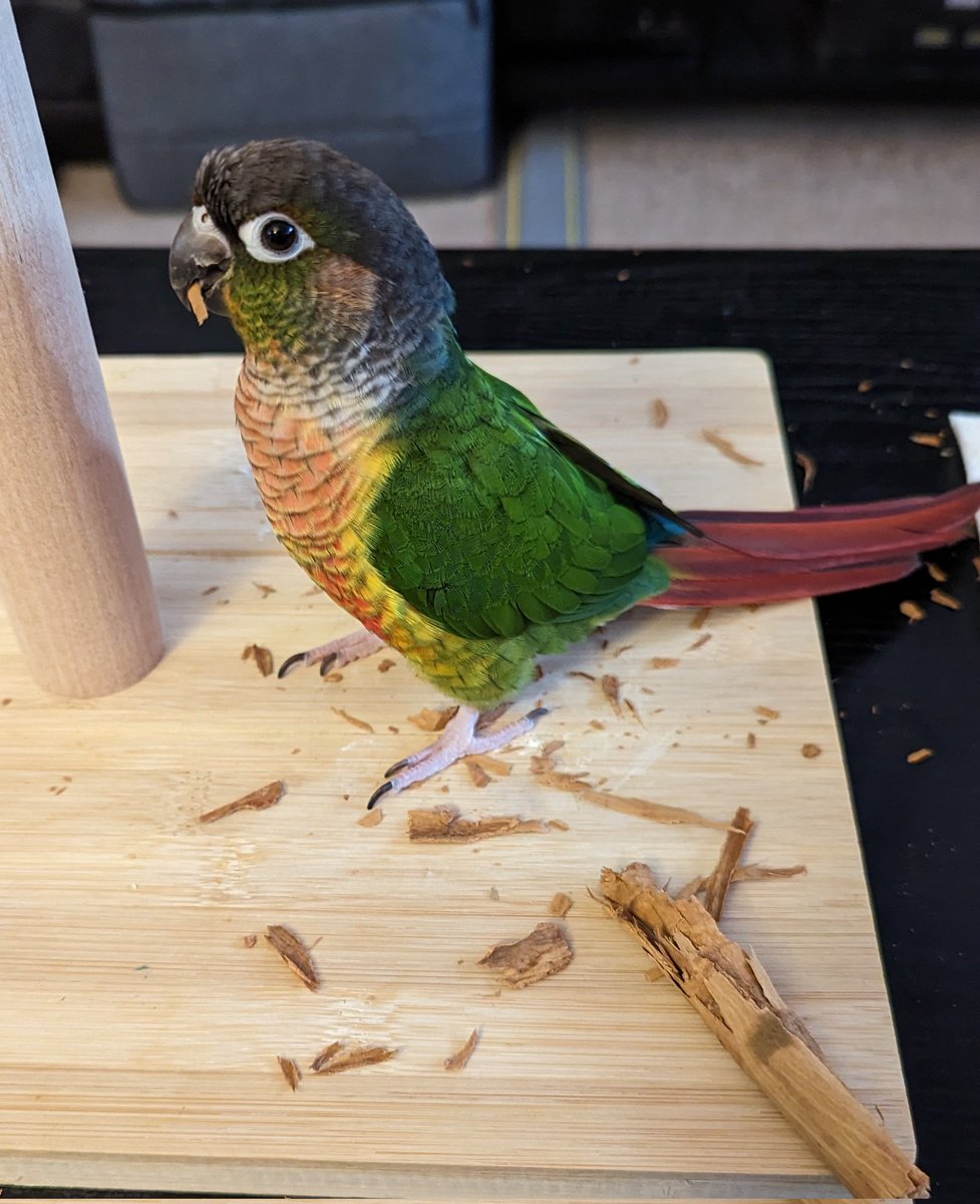 TomjFerrier's tweet photo. Some photos of my adorable idiots this week. Eating Ceylon cinnamon, enjoying the water fountain, hockey game and a trip in their backpack to see the resident conures at a store near me.
#greencheekconure https://t.co/IVWMpLmaHb