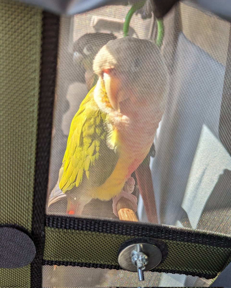 TomjFerrier's tweet photo. Some photos of my adorable idiots this week. Eating Ceylon cinnamon, enjoying the water fountain, hockey game and a trip in their backpack to see the resident conures at a store near me.
#greencheekconure https://t.co/IVWMpLmaHb