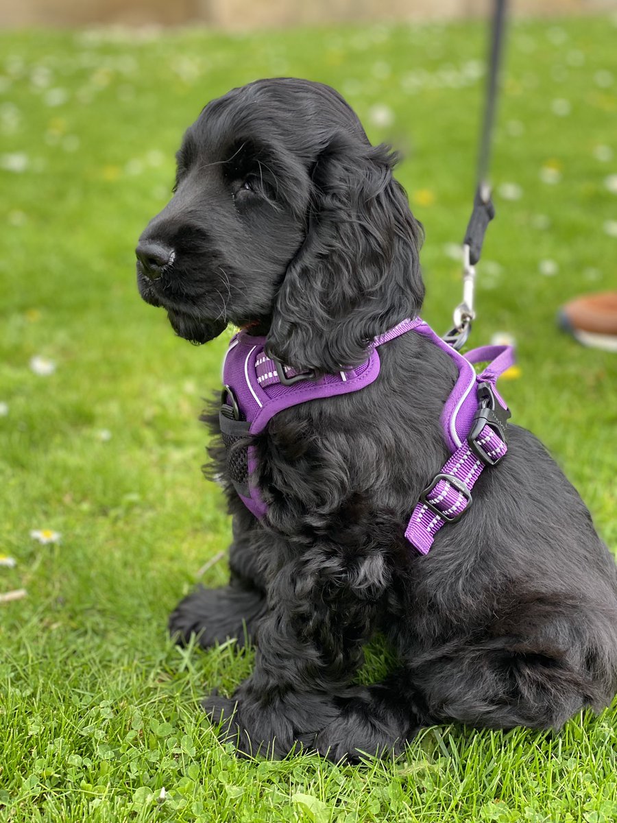 Huddersfield Live (@hudderslive) on Twitter photo All ready for <a href="/GolcarLilyDay/">GolcarLilyDay</a> with our very own <a href="/PurplDog/">Purple Dog Training Ltd</a> ‘Charli’ ready to mingle 🐾 A great day out for the family so make sure you pop up to Golcar today & support these amazing people in the village 👏 #ourhuddersfield #workingtogether #supporteachother 😎 All ready for <a href="/GolcarLilyDay/">GolcarLilyDay</a> with our very own <a href="/PurplDog/">Purple Dog Training Ltd</a> ‘Charli’ ready to mingle 🐾 A great day out for the family so make sure you pop up to Golcar today & support these amazing people in the village 👏 #ourhuddersfield #workingtogether #supporteachother 😎