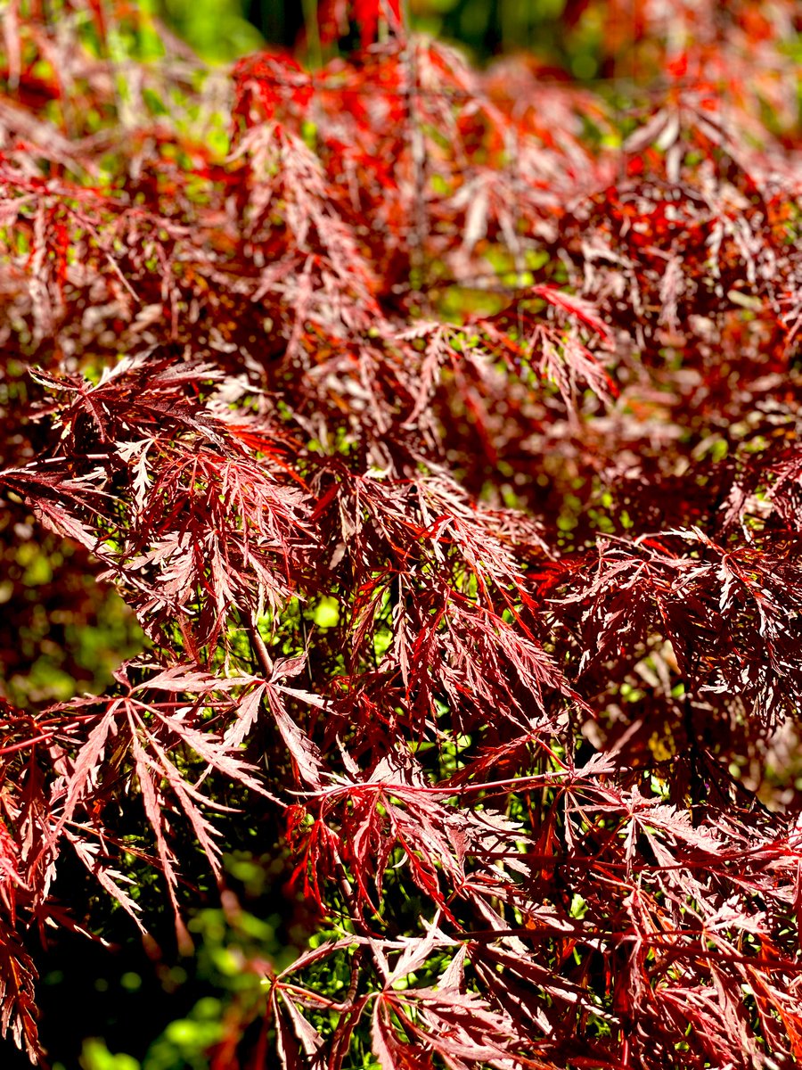 TealSeptember's tweet photo. One of my favorite #Trees we have here #JapaneseMaple . #SpringTime2023 #MyPlants #Tree #Nature #OutDoors #plantatree #maple #maples #Bonsai #woods #forest #springtrees #springtime #spring #smalltrees #compacttrees #redJapaneseMaple #landscaping #growatree #landscapelovers https://t.co/VfaNmsciuH