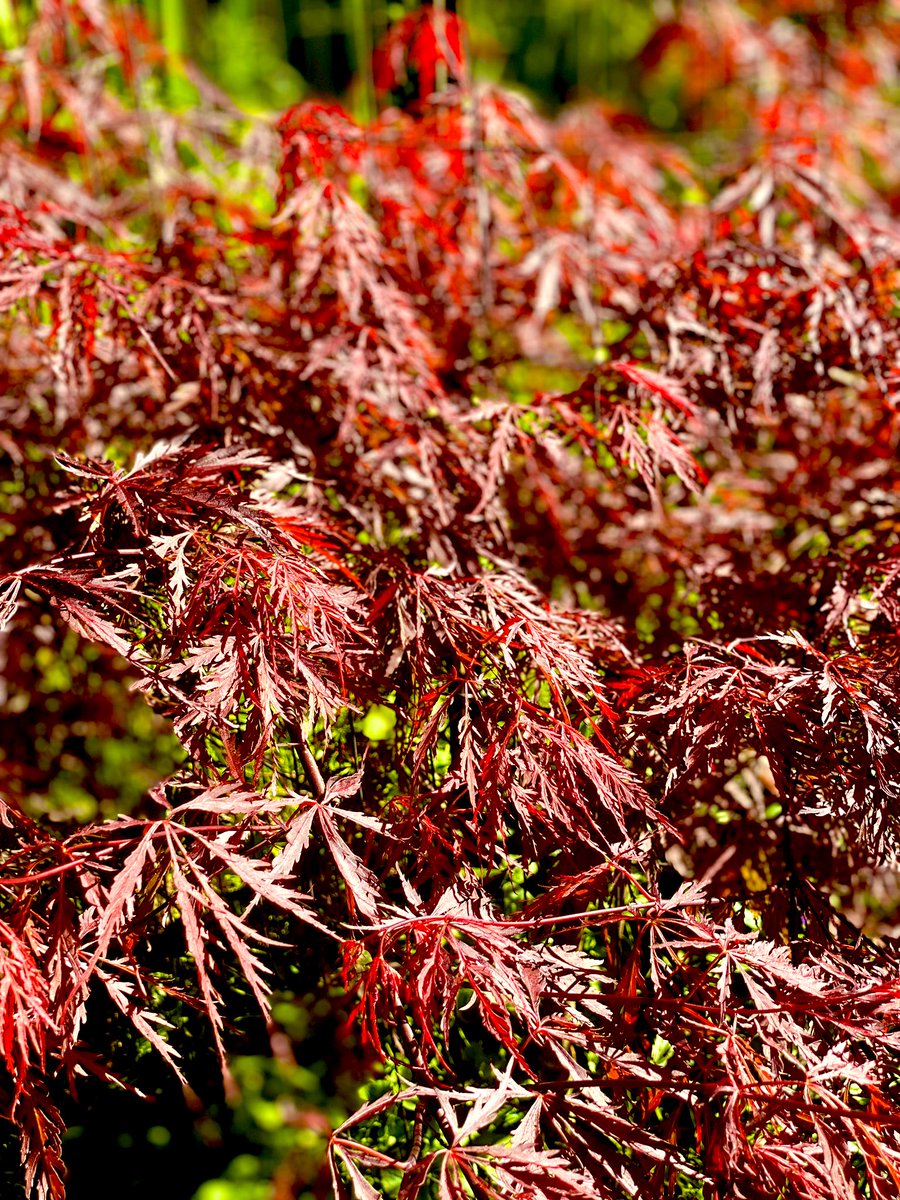TealSeptember's tweet photo. One of my favorite #Trees we have here #JapaneseMaple . #SpringTime2023 #MyPlants #Tree #Nature #OutDoors #plantatree #maple #maples #Bonsai #woods #forest #springtrees #springtime #spring #smalltrees #compacttrees #redJapaneseMaple #landscaping #growatree #landscapelovers https://t.co/VfaNmsciuH