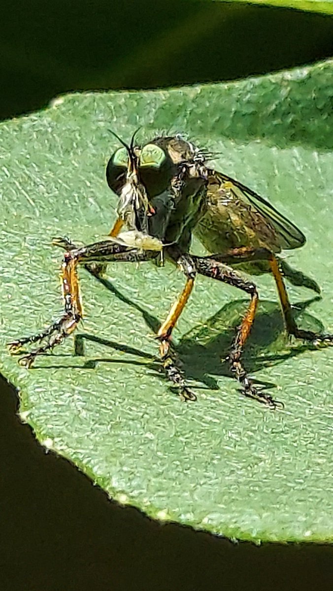 yzbekO's tweet photo. 🐝 シオヤアブ 🐝
葉っぱの上に何か ?
おっ髭のアブだわ ♪♪
よく見るとお食事中 ???
・
#昆虫 #Insect
#シオヤアブ
#塩屋虻
#PromachusYesonicus
#ハエ目ムシヒキアブ科
#InsectPictures
#Macrophoto https://t.co/2NW0ND4Hqn