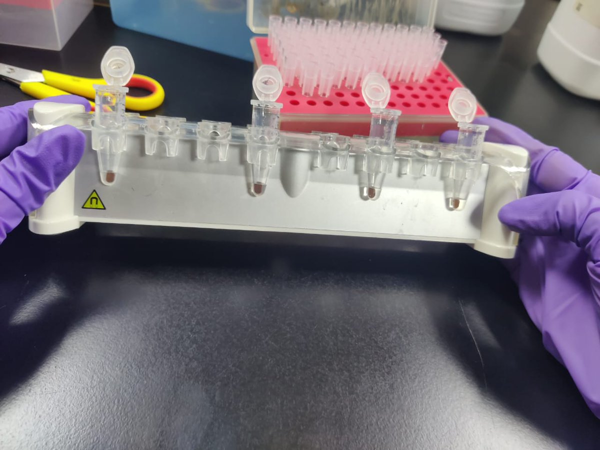 Sumandash1011's tweet photo. The ChIP assay. 
I was unsure of whether agarose or magnetic beads will work. Then finally carry out both simultaneously. Is this situation universal or unique to me? #GSLlab #DNArepair and #Recombination @PhDVoice @TheStrugglingS4 #phdchat https://t.co/dHbLEIsRll